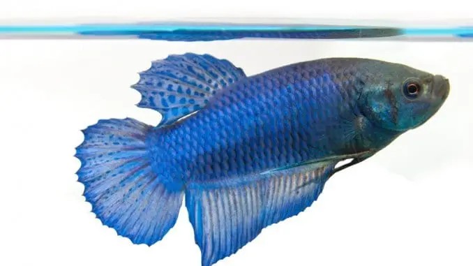 Prix combattant poisson