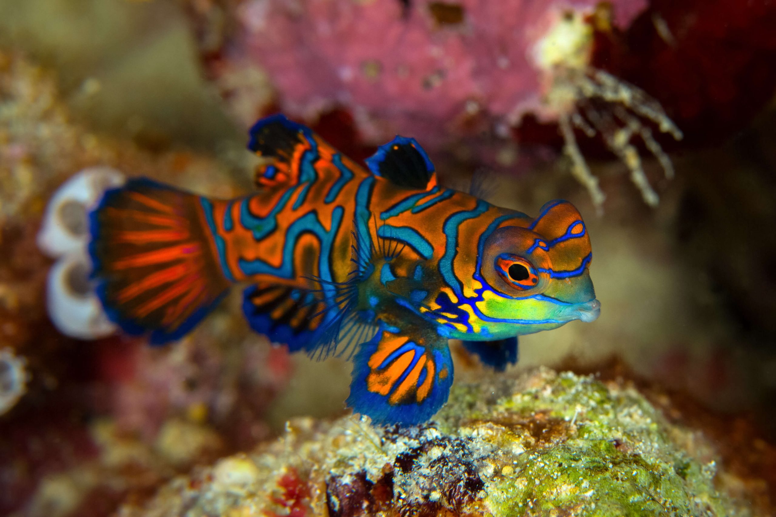 Poissons tropicaux pour son aquarium d'eau douce : quel choix ?