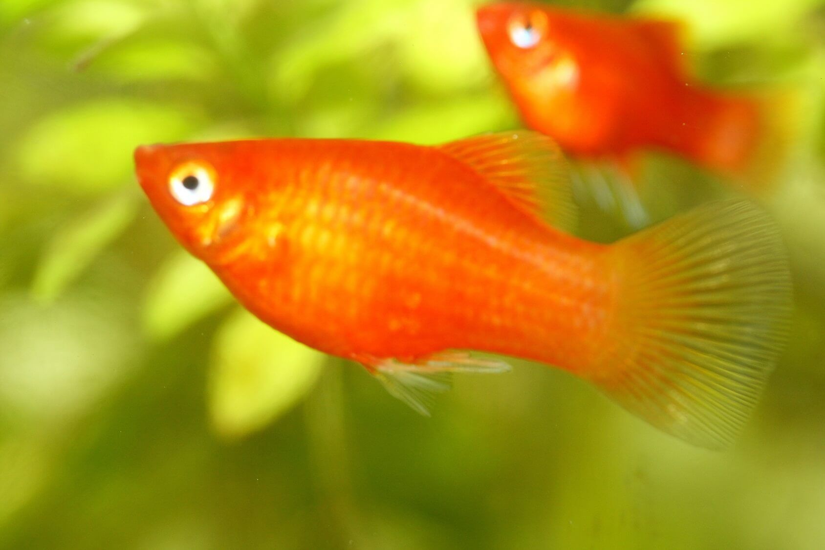 poisson platy le guide d'entretien complet pisciculturemonde