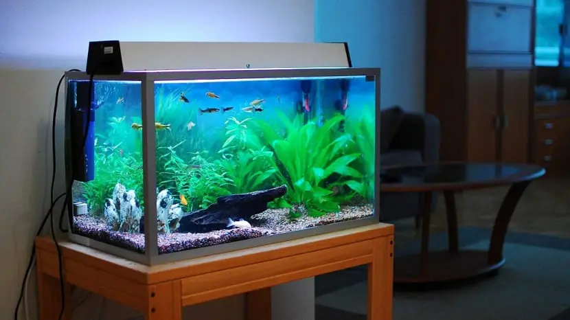 160 meilleures idées sur Déco aquarium  déco aquarium, aquarium, aquarium  d'eau douce